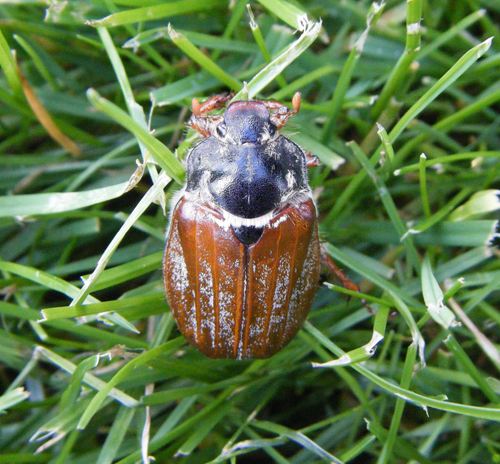 How can choosing the correct grass seed be an important factor in player safety?